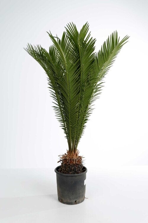 Cycas Revoluta C5L