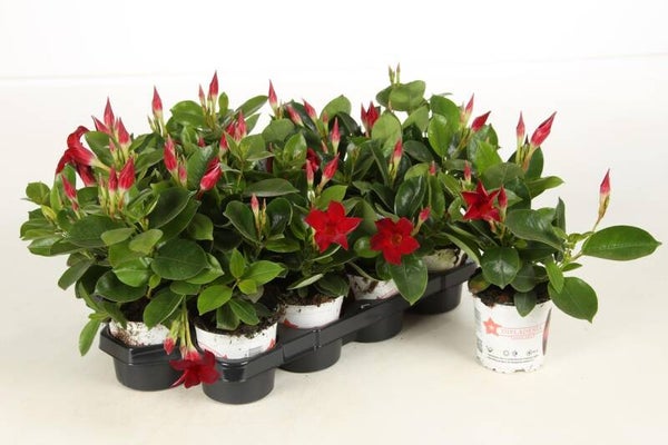 Dipladénia rouge Qualité extra P10,5