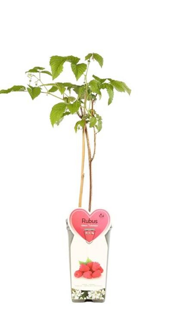 Framboisier d'été - Rubus idaeus 'Tulameen' C2L 50/60cm