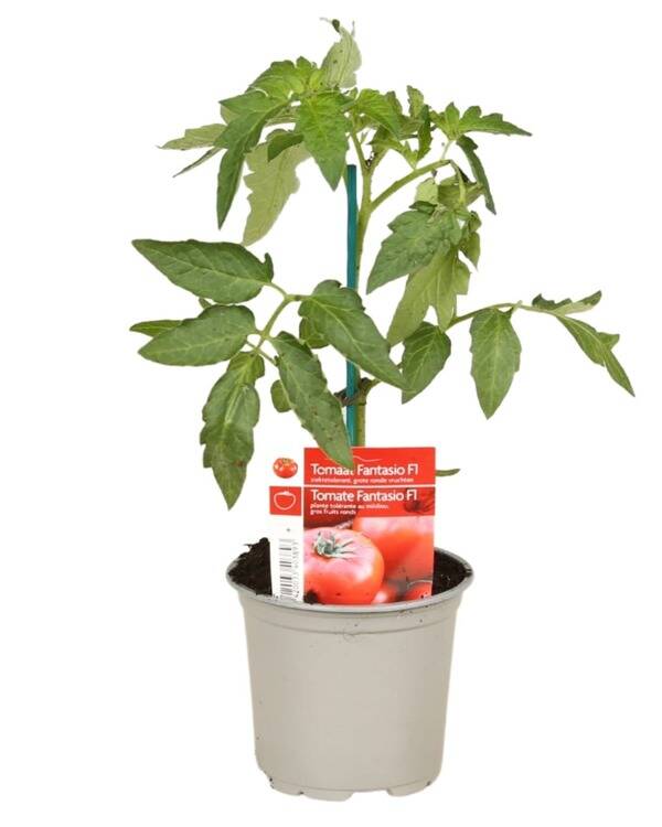 Tomate 'Fantasio' P10,5