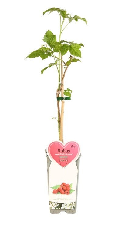 Framboisier - Rubus idaeus 'Malling Promise' C2L 50/60cm