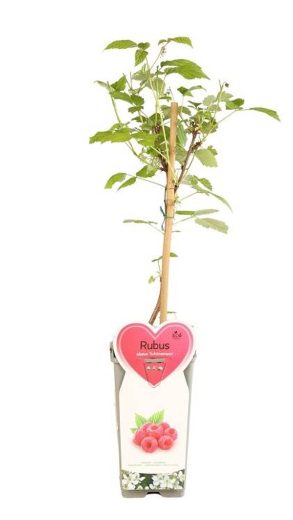 Framboisier remontant - Rubus idaeus 'Schönemann' C2L 50/60cm