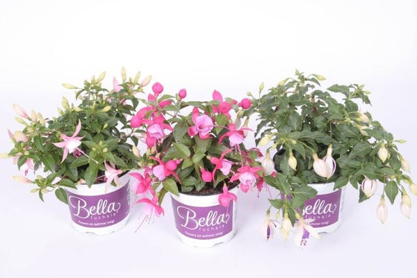 Fuchsia 'Bella Fuchsia' P10,5