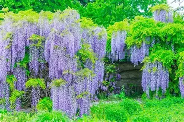 Glycine de Chine - Wisteria sinensis 'Prolific' C2L 70/+