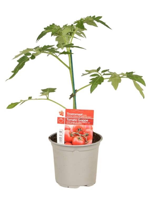 Tomate grappe P10,5