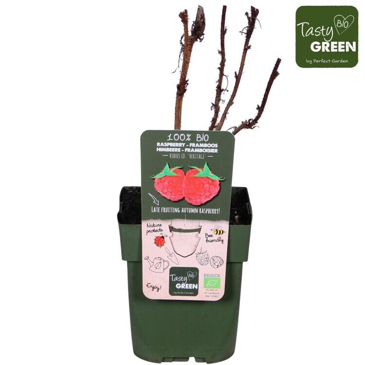 Framboisier remontant BIO - Rubus idaeus ‘Héritage’ P13