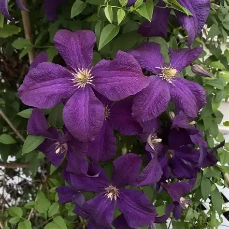 Clématite violette - Clematis ‘Jackmanii’ C2L 70/+