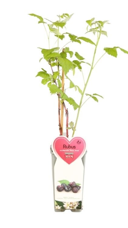 Framboisier noir - Rubus idaeus ‘Black Jewel’ C2L 50/60