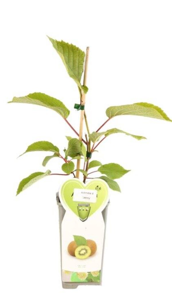 Kiwi autofertile - Actinidia deliciosa ‘Jenny’ C2L 50/60