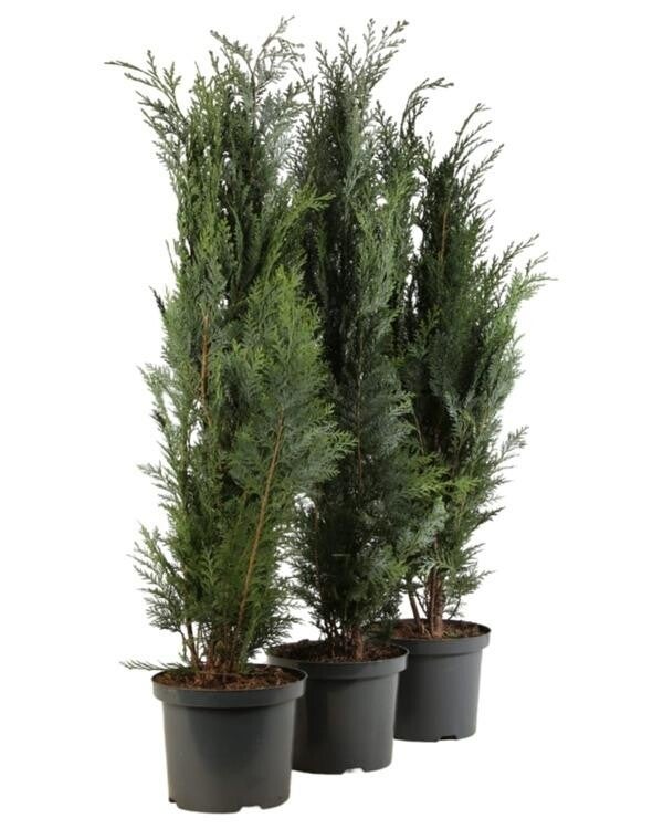 Chamaecyparis lawsoniana 'Columnaris' C 80/+