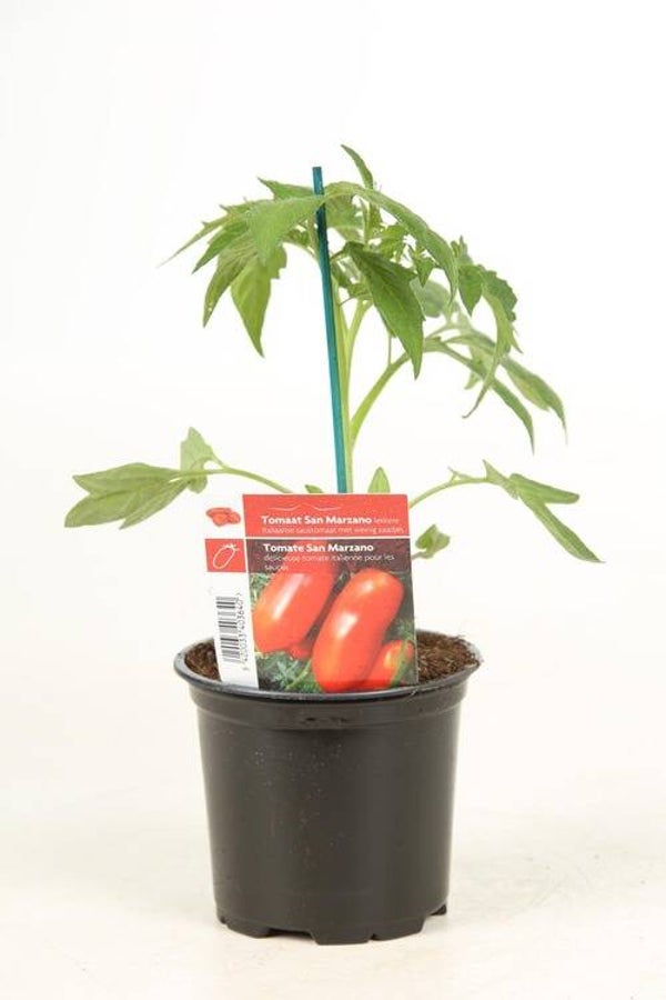 Tomates San Marzano P10,5