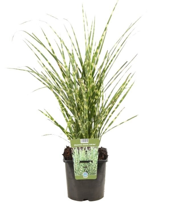 Miscanthus sinensis 'Gold Bar' C2L