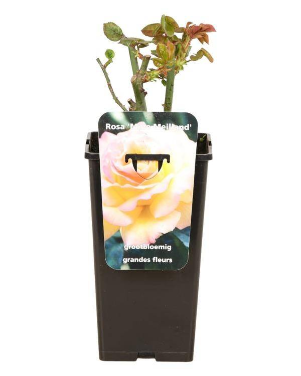 Rosa 'Mme Meilland' C 3,5L