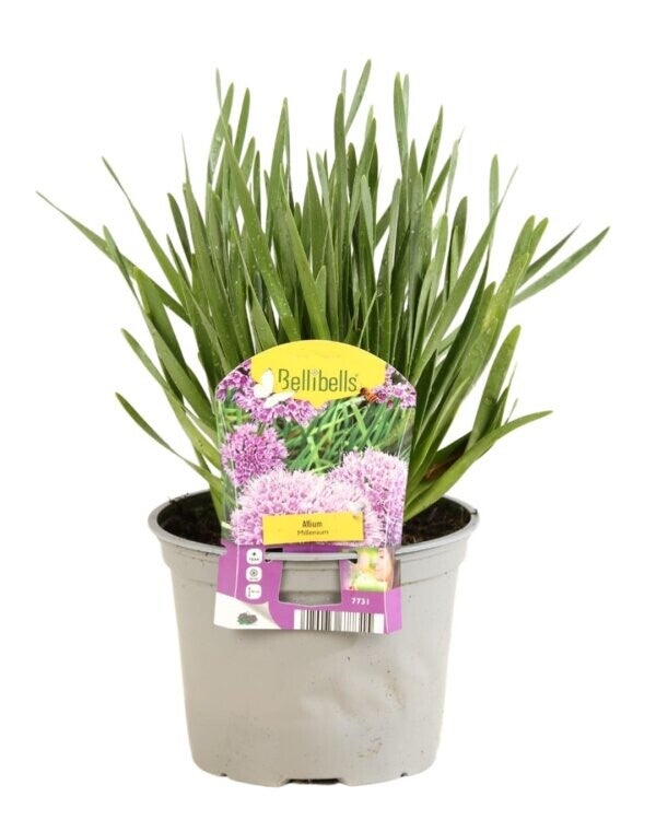 Allium ‘Millenium’ – Oignon d’ornement - P17