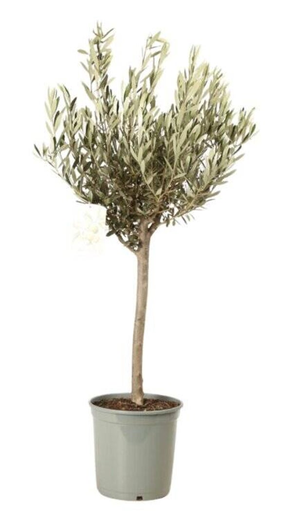 Olea europaea – Olivier 25 cm 1/4 tige