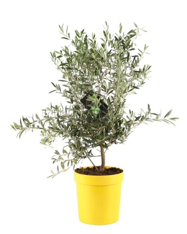 Olivier Buisson C10L