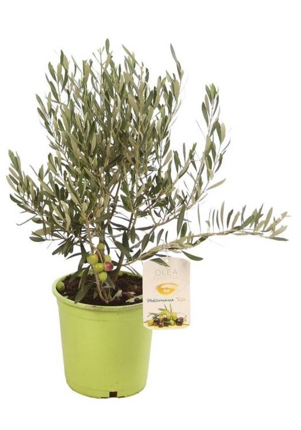 Olea europaea – Olivier C4L 40/50 cm Buisson