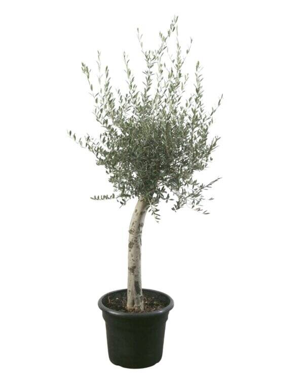 Olea europaea – Olivier C35L DT