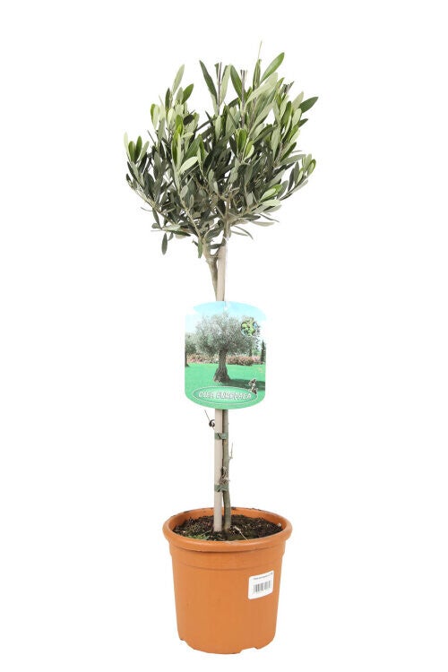 Olivier - Olea Europaea C3L Mini-tige