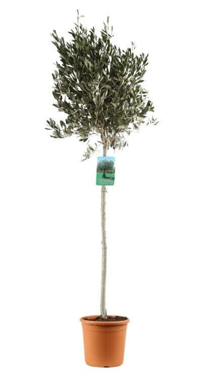 Olivier - Olea Europaea P24 H170cm