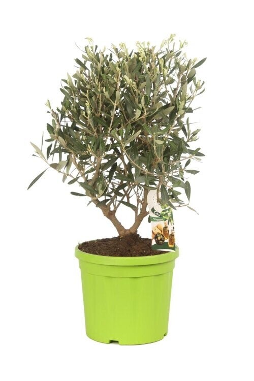 Olivier - Olea europaea en pot 20cm