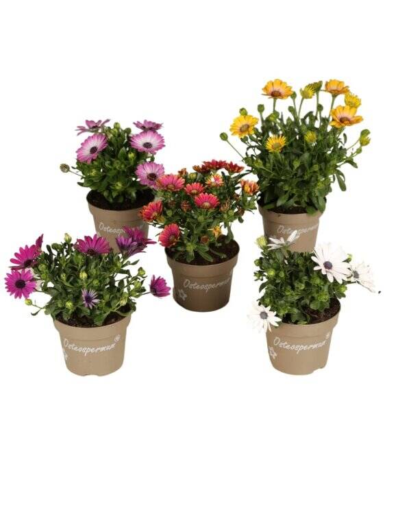 Marguerite du Cap P12 - couleur mix