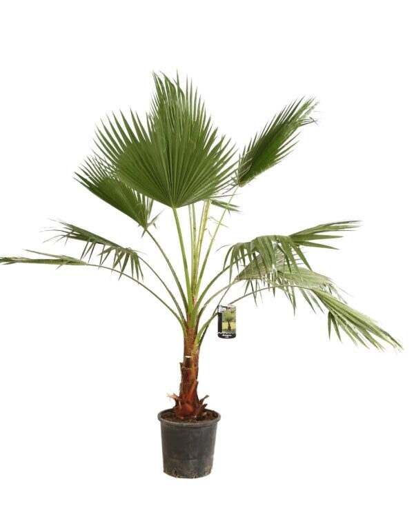 Palmier du Mexique - Washingtonia Robusta – C20+ avec tronc H 190/210 cm