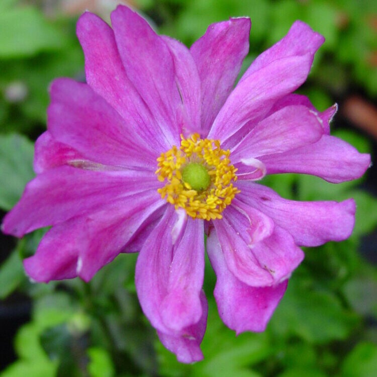 Anemone 'hybrida 'Pamina' - P17