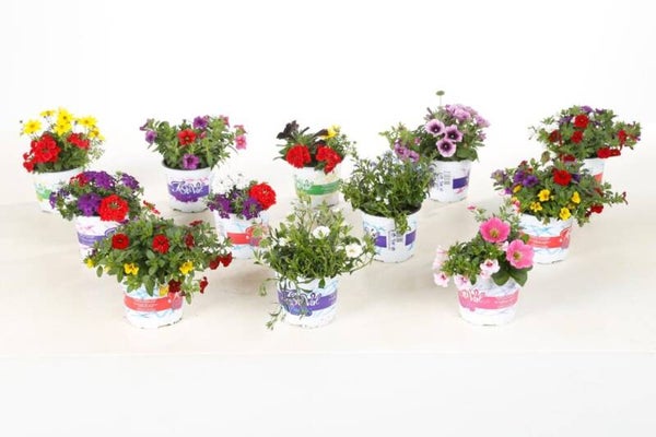 Parade Festival colours P12 mix