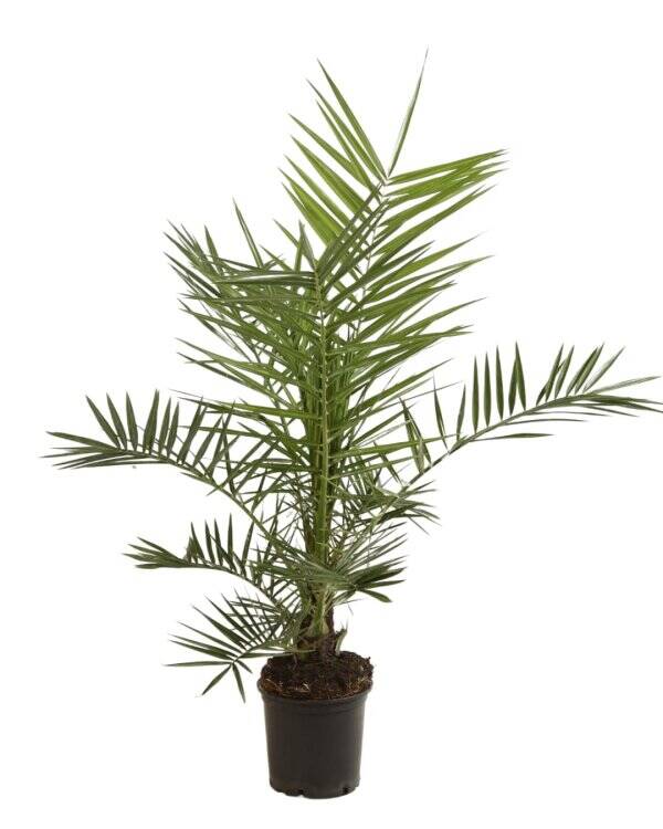 Palmier des Canaries - Phoenix Canariensis C3L 80/+