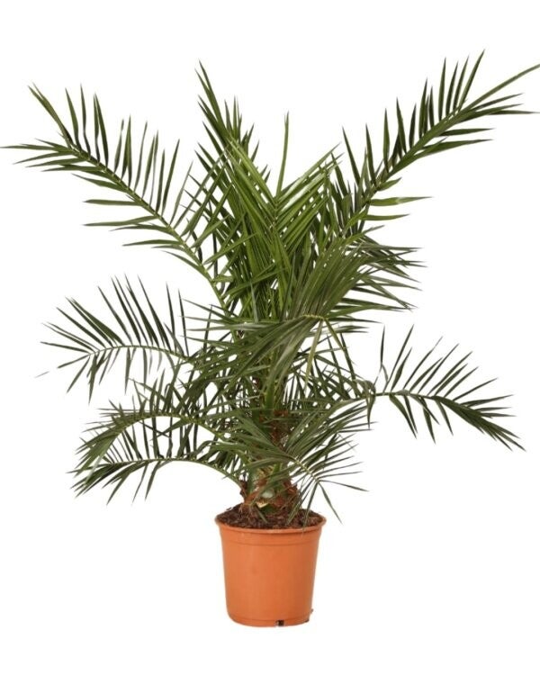 Palmier des Canaries - Phoenix Canariensis C5L 100/120cm Pot inclus