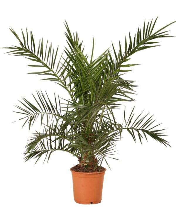 Palmier des Canaries - Phoenix Canariensis C5L 100/120cm Pot inclus