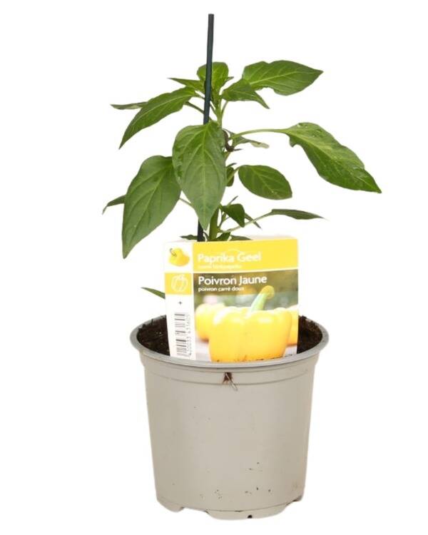 Poivron jaune P10,5