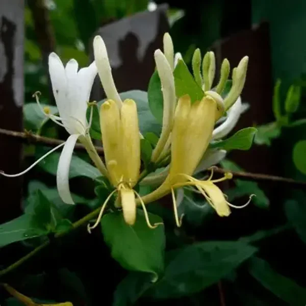 Chèvrefeuille du Japon - Lonicera japonica ‘Hall’s Prolific’ C2L 70/+