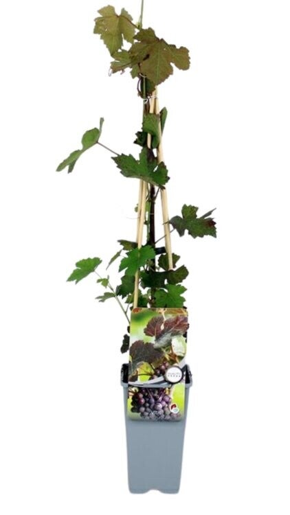 Vigne ornementale pourpre - Vitis vinifera 'Purpurea' C2L 70/+