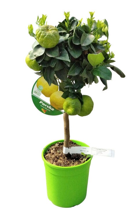 Citrus Pursha – Mini Tige P19