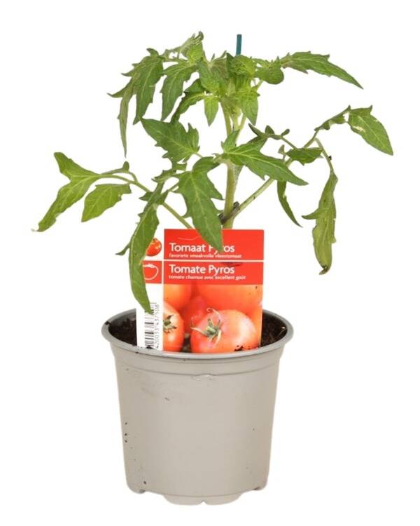 Tomate Pyros P10,5