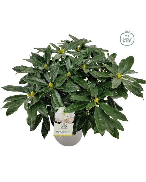 Rhododendron blanc C40L/+