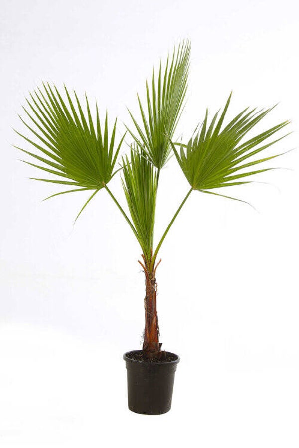 Palmier du Mexique - Washingtonia robusta C 10L