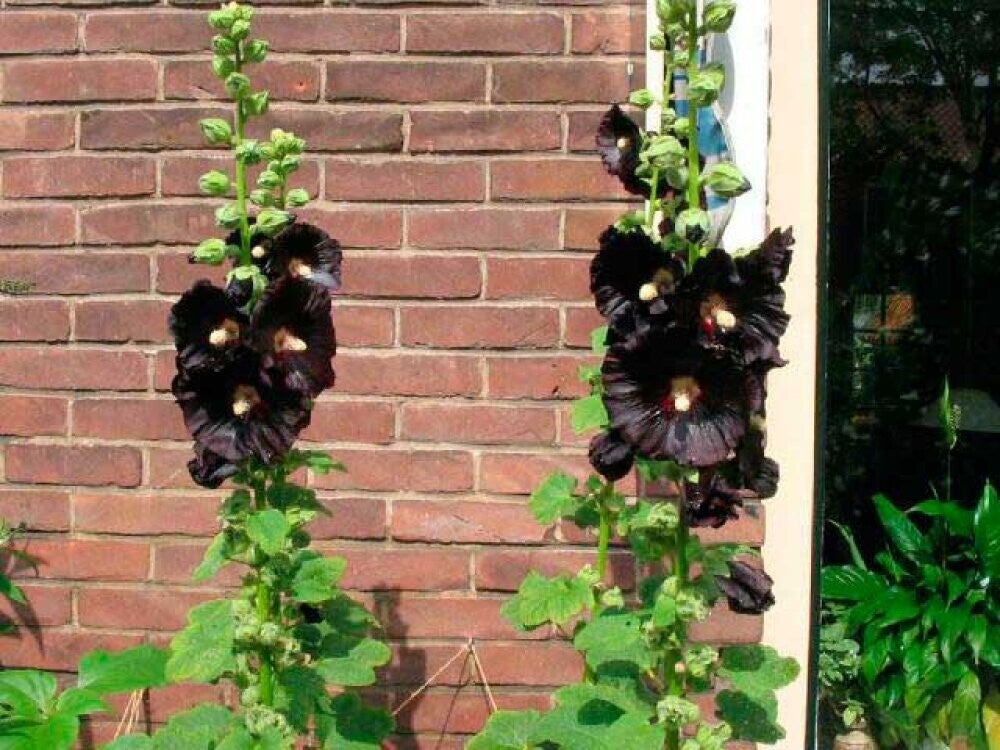 Alcea rosea Nigra - Rose trémière noire P10,5