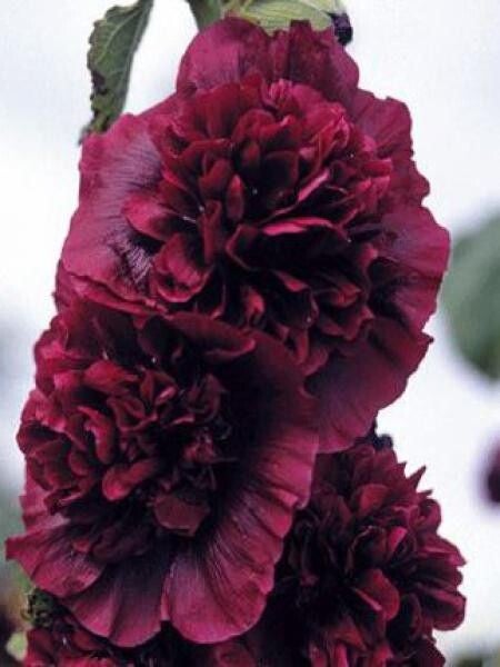 Alcea rosea 'Charter's' – Rose trémière lilas - Pot 10,5 cm