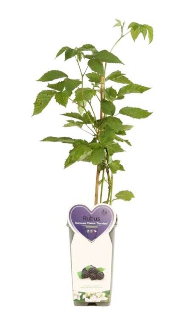 Mûrier sans épines - Rubus fruticosus ‘Chester Thornless’ C2L 50/60