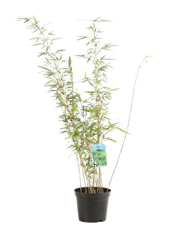 Fargesia Rufa – Bambou non traçant - C60/+