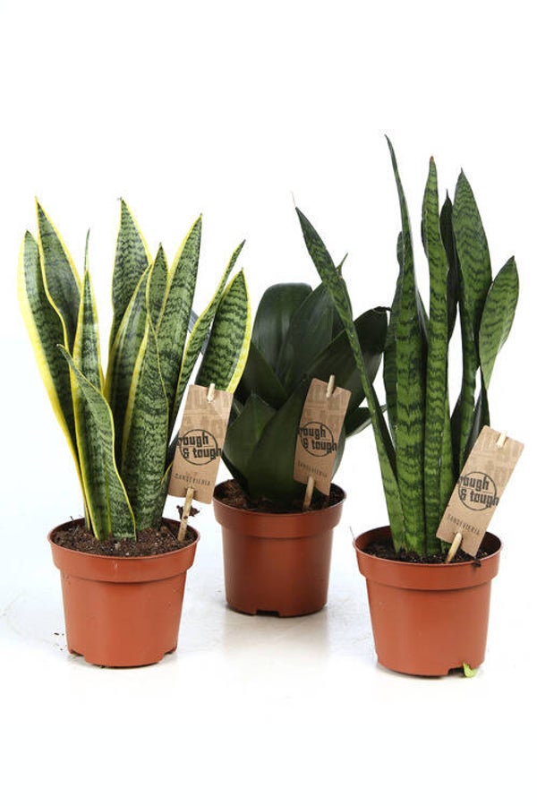 Sansevieria P12
