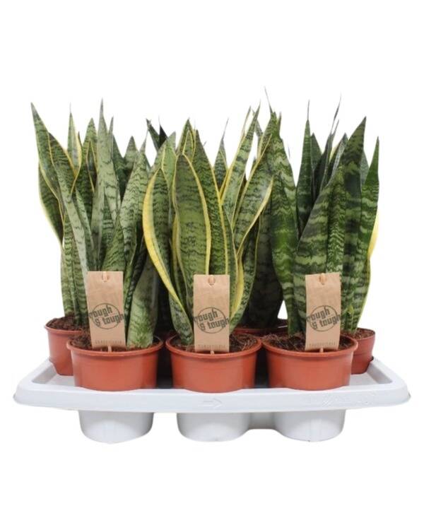 Sansevieria P14