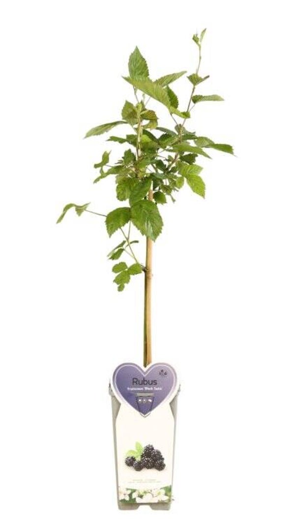 Mûrier sans épines - Rubus fruticosus ‘Black Satin’ C2L 50/60