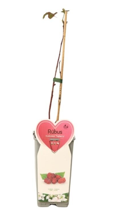 Mûrier hybride - Rubus ‘Tayberry’  C2L 50/60