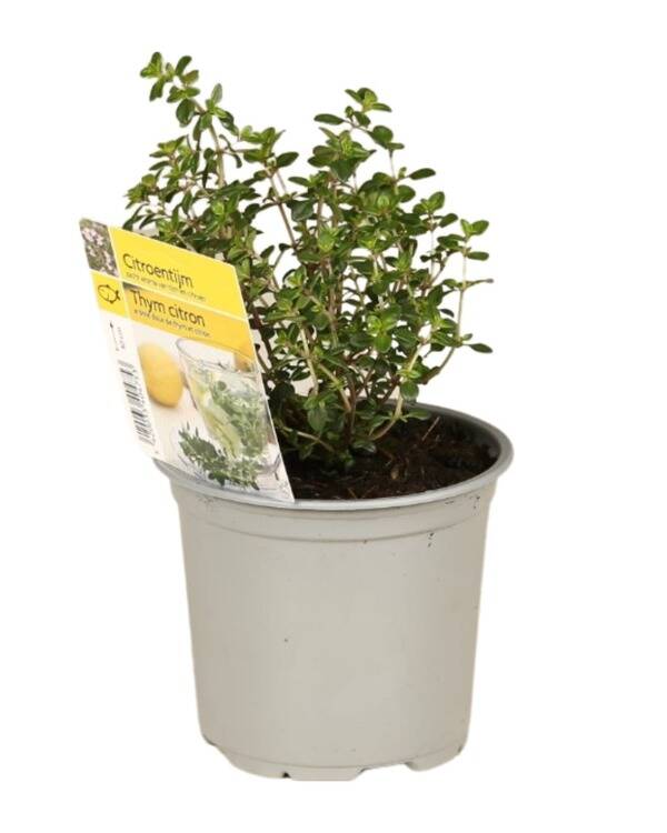 Thym citron P10,5