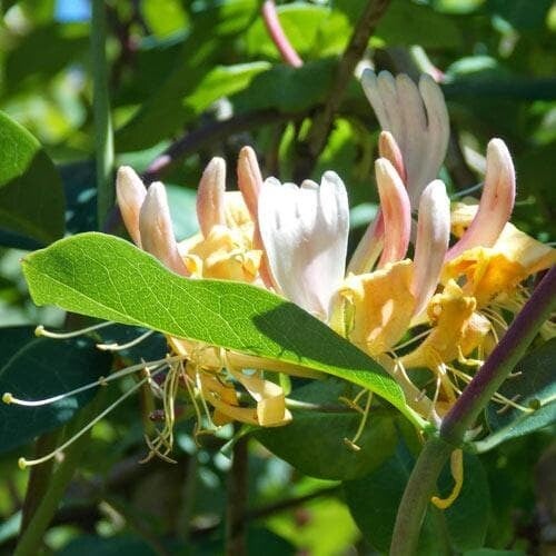 Chèvrefeuille des bois - Lonicera periclymenum ‘Graham Thomas’ C70/+