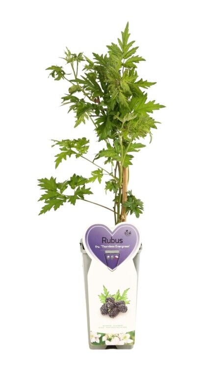 Mûrier sans épines - Rubus fruticosus ‘Thornless Evergreen’ C2L 50/60